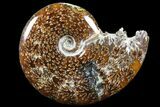 Polished, Agatized Ammonite (Cleoniceras) - Madagascar #83061-1